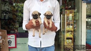 28 reactions · 6 comments | #pug #vodaphone puppies Call on 9773344988 | Mumbai Pet Shop & Pet Clinic | Facebook