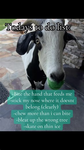 #goat #luke #kiko #farm