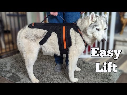 Easily Lift Your Dog with THIS Lift Harness and Brace