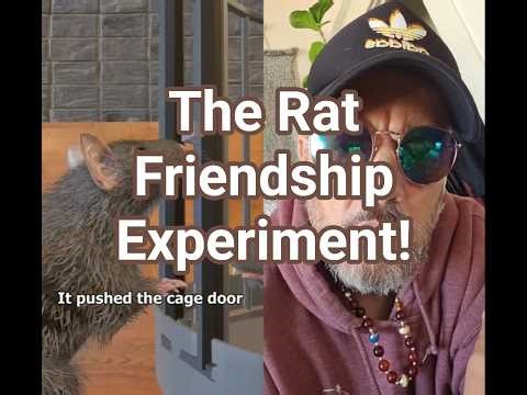 The Rat Friendship Experiment!