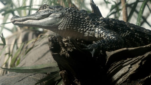 Keeping alligators on their toes is what these handlers in South Carolina do best