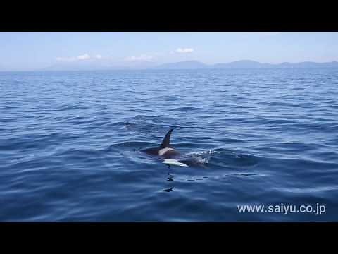 知床のシャチ Vol 06 シャチのポッド国後島をバックに｜西遊旅行