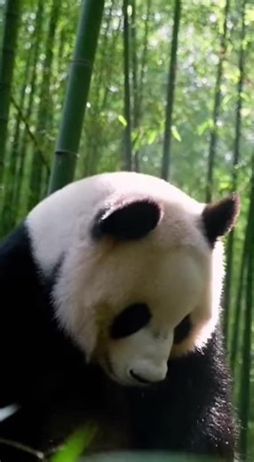 Experience the powerful, echoing loud bleat of a panda deep in a serene bamboo forest. The soothing rustle of bamboo and gentle wind sets a tranquil atmosphere as the panda’s unique call resonates three times. Watch its thick fur ripple while each vocalization brings the forest scene to life. 🔗 Follow for more animal sounds: TikTok: http://tiktok.com/@animalsoundearth Instagram: https://www.instagram.com/ YouTube: https://www.youtube.com/@AnimalSoundEarth #PandaSound #BambooForest #Wildlife
