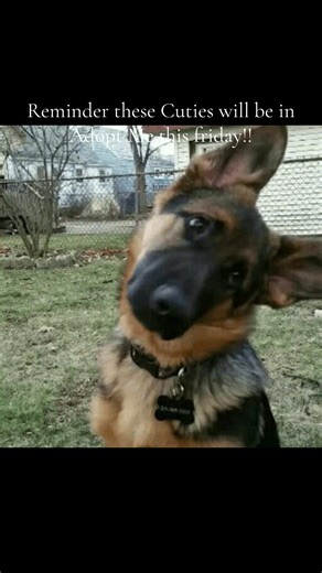 New Pets Coming to Adopt Me This Friday!