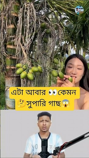 Everything About Supari Trees