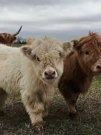 another similar but a little different cow edittt