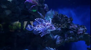 pterois volitans in the oceanarium