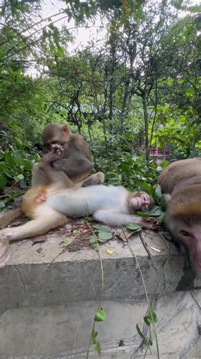 😁😁#monkey #lovemonkey #foryou #fyp #funny | Pet Monkey