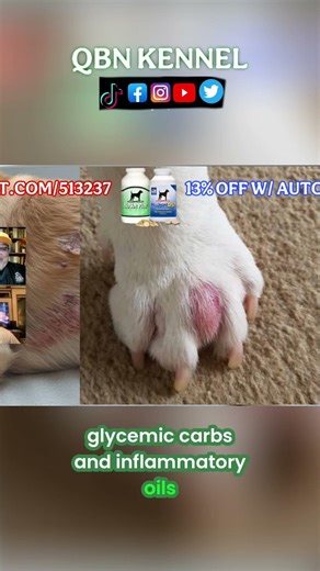 Dog Interdigital Cyst‼️ #QBNKennel #doghealth #doghealthtips
