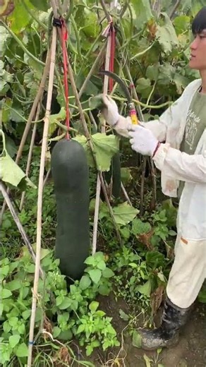 冬瓜大豐收，大家覺得這個冬瓜怎麼樣？ #冬瓜豐收季節 #冬瓜種植 #種菜人的快樂！農村生活日常