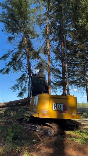 Loggers play a key role in the development of our forests! 🌲 When a tree is at the end of their life cycle, loggers push it over and dig it out by its roots. Then they place them into wild spaces to help fish, filter water, and clean our aquifers. 🪵: @thats_loggin on Instagram | Cat Construction