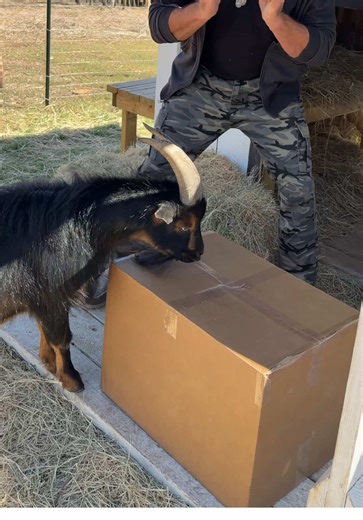 Frank's Exciting Delivery from JollyPets