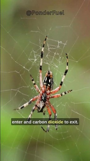 Spiders Incredible Breathing System
