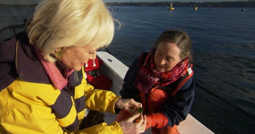 Sampling fresh-picked sea lettuce