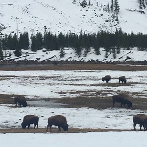 41K views · 886 reactions | Encountering my first wild herd of bison in Yellowstone National Park (Montana). Incredibly regal and prehistoric. Passed a 2,000+ lb bull about 10 feet away at one point while on snowmobile. #tooclose | Tim Ferriss | Facebook