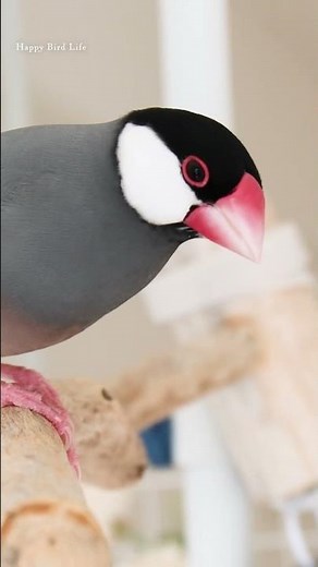 少年文鳥たちのさえずり連発🐧【文鳥７羽】【Bird Life】【Relaxing】Chirping・Singing