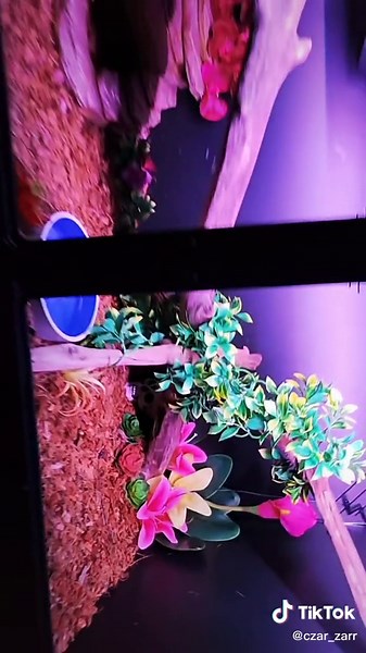 Macchiato's Enclosure Makeover with Lights