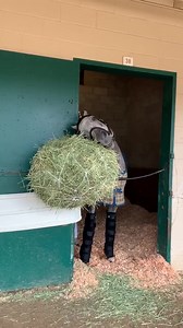 When the alarm clock sounds, but all you want to do is sleep in.😴 | Breeders' Cup World Championships