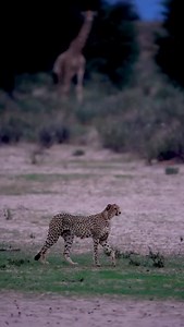 Experience the magic of Tanzania like never before on our Safari. From the golden plains of the Serengeti every moment is a frame waiting to be captured. Witness majestic wildlife, stunning sunsets, and vibrant cultures all through your lens. 📅 Book your unforgettable photography adventure today! 📧 Email: info@tanzaniainside.com 📞 Phone: 255 762 226 648 🔗 For easy booking, visit the link in our bio! Don’t just see Tanzania capture it forever. . . . . . . . . . . . . . . . . . . . . . . . . .