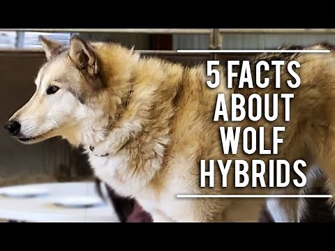5 Facts About Wolf-Dog Hybrids