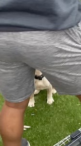 Paw encouragement #pup #puppy #americanbully #merlebully #frenchie #frenchbulldog #pocketbully #xlbully | Siling