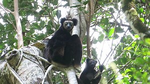 8K views · 263 reactions | #MadagascarMonday This video of Indri...