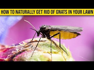 How To Naturally Get Rid Of Gnats In Your Lawn
