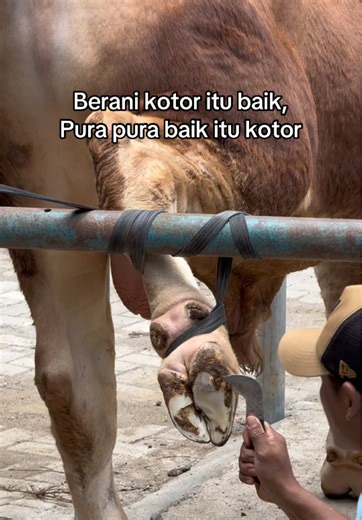 Sapi Qurban Terbesar di Jogja: Siap untuk Sembelih