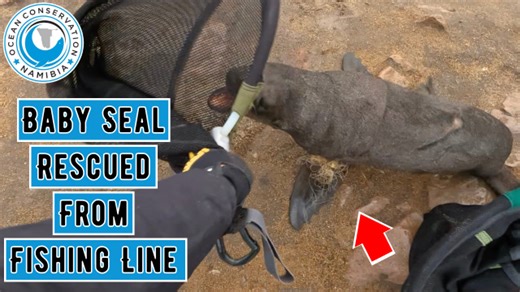 Recreational fishing is a popular activity in Namibia, but unfortunately, recreational fishing line is causing many of our most severe entanglements at Cape Cross Hobby anglers do not seem to be mindful or aware of the consequences of their fun morning on the beach. We need a collective effort to prevent ocean littering. | Ocean Conservation Namibia