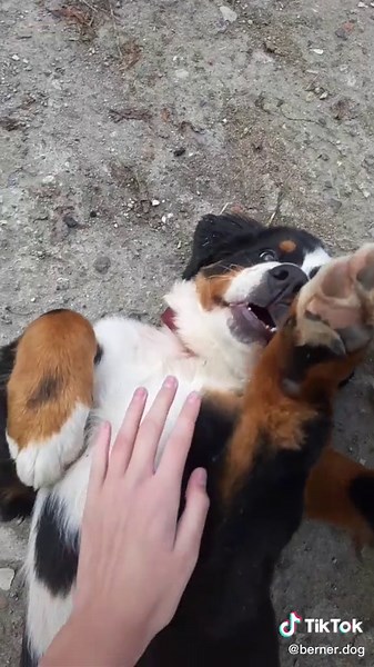 Berner Sennen op TikTok