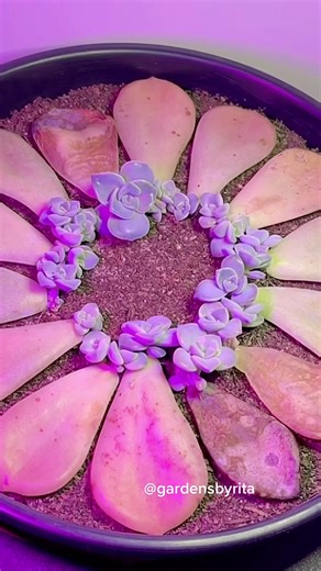 Leaves propagation time lapse 🤗 3 months under grow light succulent 🪴 #succulent #purple #plant #jardin #succulentlover #suculentas