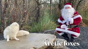 ❄️The Wild Arctic ❄️- 🎅🏼 Christmas experience at wild Ireland 🐻 Santa is currently quarantining at Wild Ireland and he has brought some of his friends from the North Pole. Book your tickets here:- https://www.yourdaysout.ie/tickets/widget/4921 🐻Strict social distancing must be adhered to. 🐻The management reserve the right to refuse entry to anyone not wearing a mask 🐻This is an outdoor event, dress appropriately for the weather 🐻The bears may not be visible as they have slowed down and sl