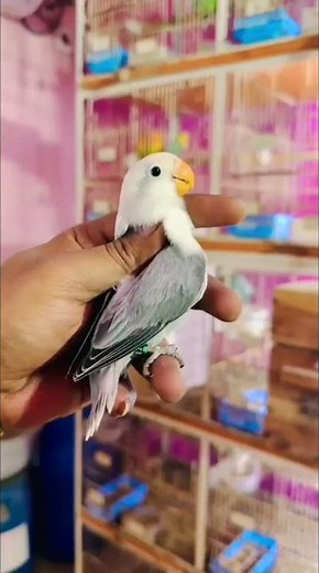 parrot lovebirds parrot talking