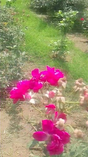 RooJ#Rose#💖/ most#Beauti#FuL# FLowers#Ever#🌟✨#ytshorts# Deepak on the rocks