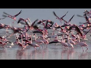 Flamingos in Etosha National Park (lesser and greater flamingos)