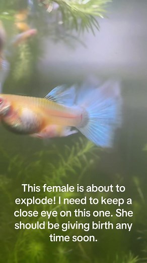 Guppy Fish Pregnancy Watch: Expecting Soon!