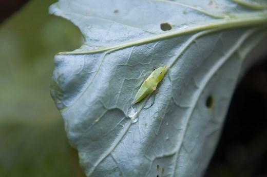 Cabbage Worms Devouring Your Garden? Here's How to Get Rid of Them
