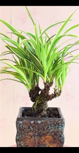 Root-Lifting Variegated Spider Plant: Step-by-Step Guide