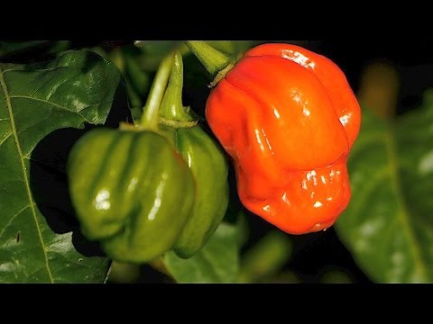 Growing the Perfect Hot Pepper