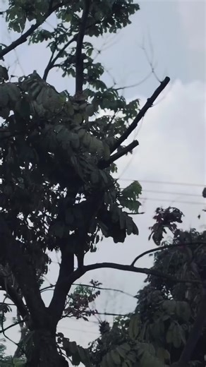 Exploring Black Mamba X at BKL Pentol