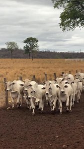 33K views · 28K reactions | Aoww balançado de barbela bonito!!  • •  @bula.360 | Nelore Modelo | Facebook