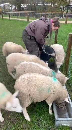 𝐂𝐨𝐮𝐥𝐝𝐧’𝐭 𝐚𝐬𝐤 𝐟𝐨𝐫 𝐚 𝐛𝐞𝐭𝐭𝐞𝐫 𝐰𝐚𝐲 𝐭𝐨 𝐬𝐩𝐞𝐧𝐝 𝐭𝐡𝐞 𝐝𝐚𝐲 🐷 Work’s a lot more fun when it’s full of adorable animals and no two days are ever the same. It’s not always glamorous, but we wouldn’t change it for the world! 🐾 | Piglets Adventure Farm