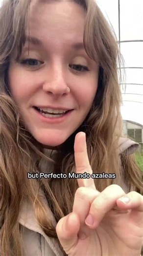 Long spring bloom + fall rebloom = Perfecto Mundo Double Pink azalea #flowers #gardening #spring