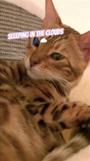 Cat sleeping in the clouds ☁️ 💤 #wallbed #bengalcat
