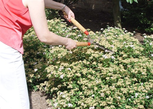 Now’s the time to prune those spring-blooming shrubs and evergreens