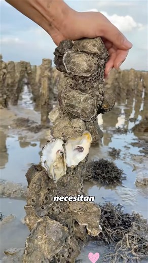 Oyster farming process.#us #didyouknow #foryou #oyster #farmer