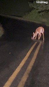 7.4M views · 231K reactions | Watch this mama deer help her newborn struggling to cross the road...歷 #viralhog #fawn #wildlife #feelgood | ViralHog | Facebook