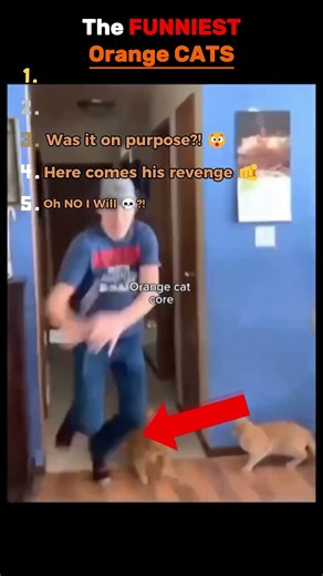 Orange Cat Fails: The Clumsiest Cat Ever?! 🤣