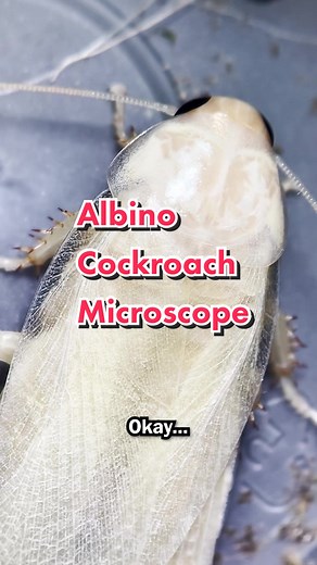 Cockroach Molting: The Secret Behind a White Roach