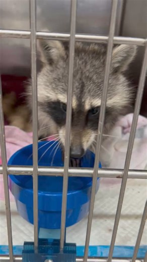 45K views · 3.2K reactions | Newest intake testing for distemper | Little Bit Wildlife Rescue | Facebook